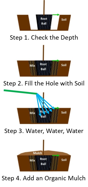 Planting Diagram for Average to Well-Drained Soils
